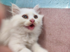 persian cat